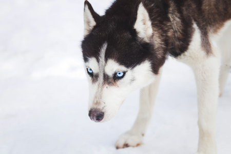 Blue eyed siberian husky winter portrait