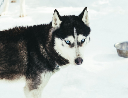 Blue eyed siberian husky winter portraitの写真素材