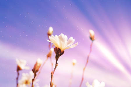 Magnolia buds spring backgroundの写真素材