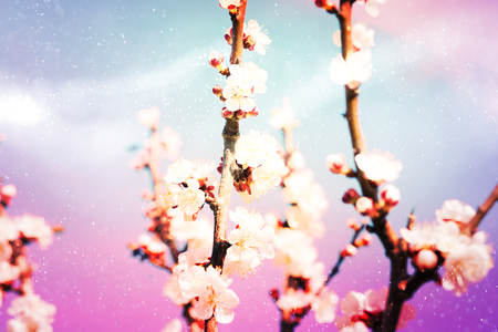 Spring cherry blossom backgroundの写真素材