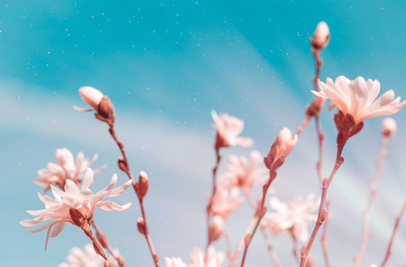 White magnolia flowersの写真素材