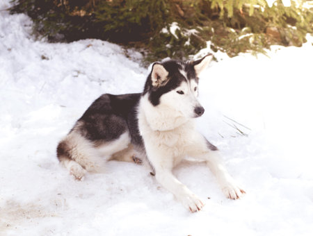Siberian husky sleeping on snow