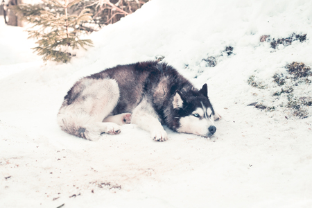 Siberian husky sleeping on snowの写真素材