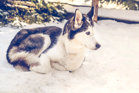 Siberian husky sleeping on snowの写真素材