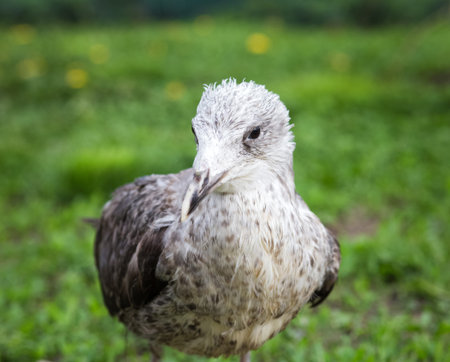 Heuglin  seagull in the grass