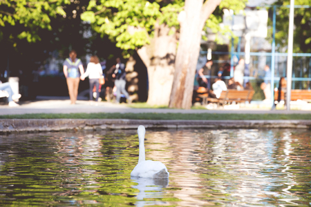 White swans in a city parkの写真素材