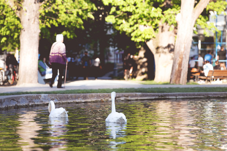White swans in a city parkの写真素材
