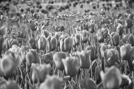 Spring yellow tulips backgroundの写真素材