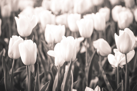 Spring yellow tulips backgroundの写真素材