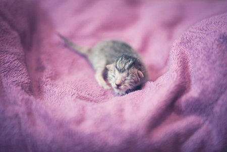 Newborn tabby kitten, adorable cat  background
