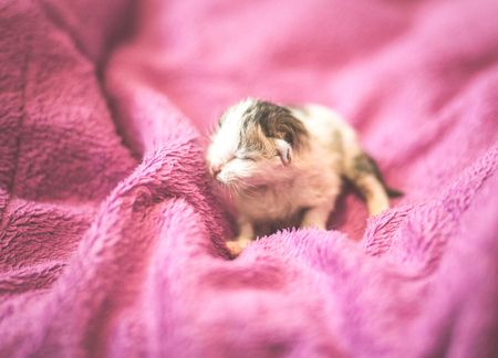 Newborn kitten in pink backgroundの写真素材