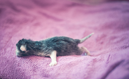 Adorable kitten ,newborn conceptの写真素材