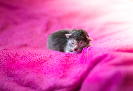 Adorable kitten ,newborn conceptの写真素材