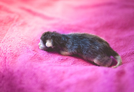 Adorable kitten ,newborn conceptの写真素材