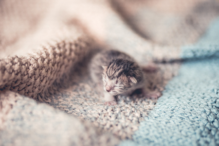 Adorable tabby kitten, newborn conceptの写真素材