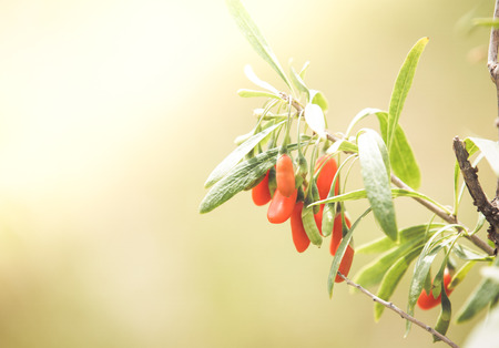 Goji plant with fruits blurred backgroundの写真素材
