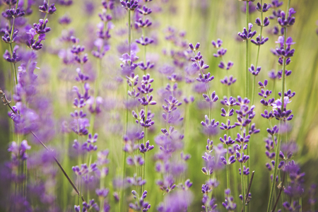 Blooming lavender flowersの写真素材