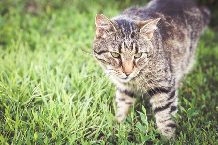 Tabby cat in the grassの写真素材