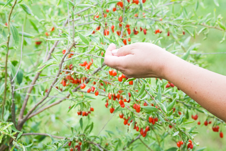 Ripe goji on branchの写真素材