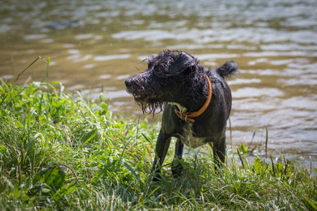 Dog playing in the water on a hot summer day