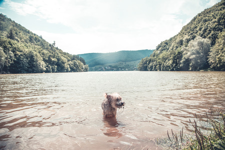 Dog playing in the water on a hot summer dayの写真素材