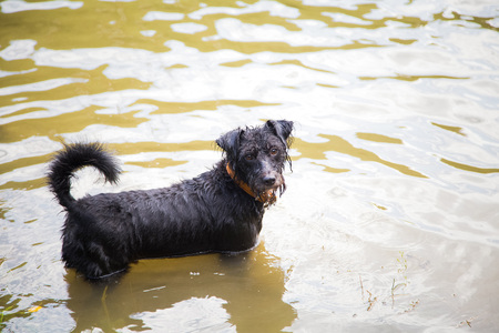 Dogs having fun by the river on a hot summer dayの写真素材