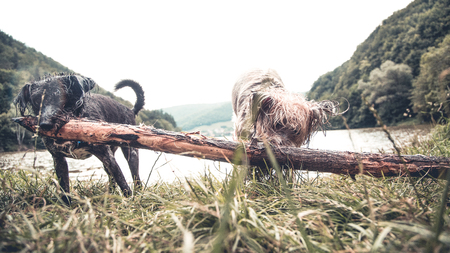 Dogs having fun by the river on a hot summer dayの写真素材