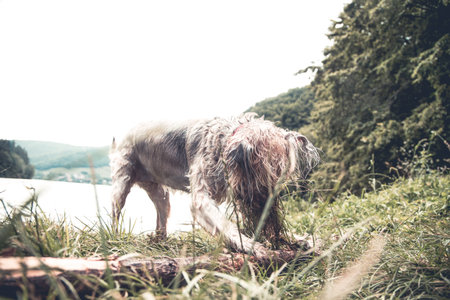 Dogs having fun by the river on a hot summer day