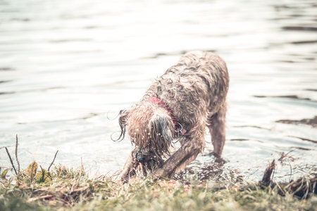 Happy dog playing in muddy water
