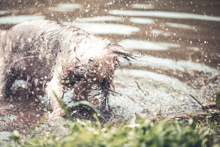 Happy dog playing in muddy waterの写真素材