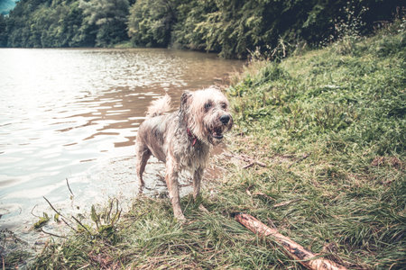 Happy dog playing in muddy water