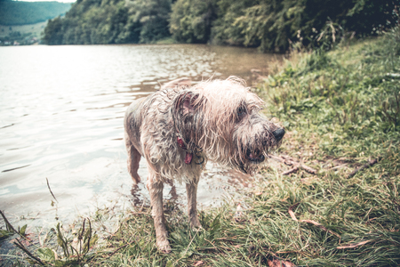 Happy dog playing in muddy waterの写真素材