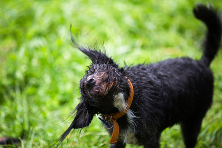 wet dog playing in the muddy waterの写真素材