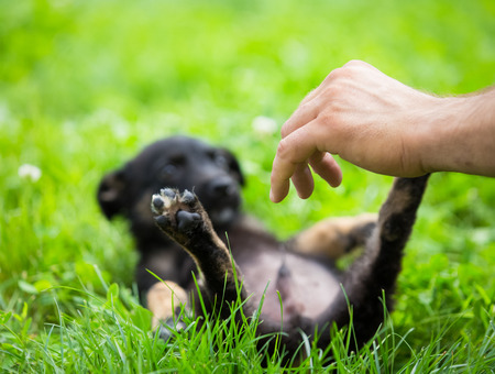 Adorable black puppy playing in the grassの写真素材