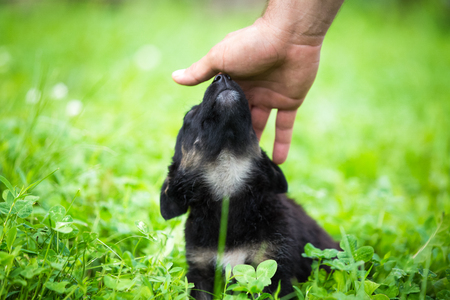 Adorable black puppy playing in the grassの写真素材