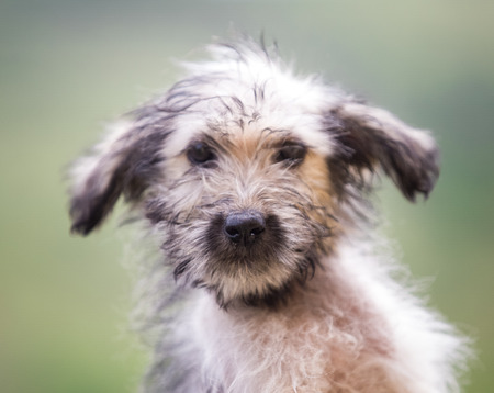 Adorable fluffy puppy playing in the grassの写真素材