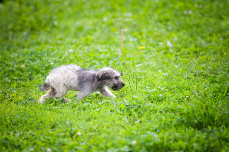 Adorable fluffy puppy playing in the grassの写真素材