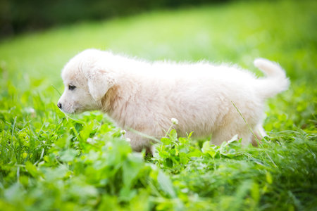 White puppy in the grass