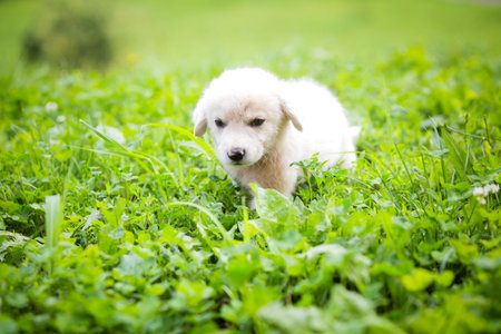 White puppy in the grass