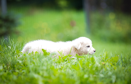 White puppy in the grassの写真素材