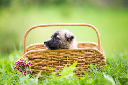 Cute rescue puppy in basketの写真素材
