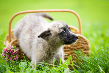 Cute rescue puppy in basketの写真素材