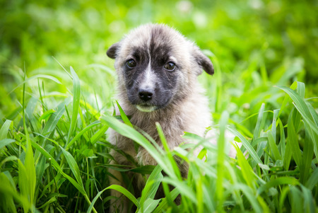 Adorable rescued puppy playing in the grassの写真素材