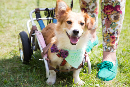 Happy paralyzed dogの写真素材