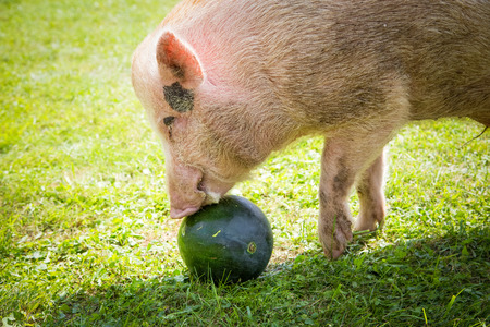 Happy pig vegan conceptの写真素材