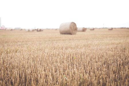 Hay rolls in autumn background