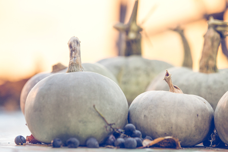 Fall white pumpkin for halloweenの写真素材