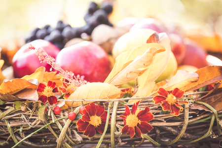 Autumn fruits organic pears and applesの写真素材