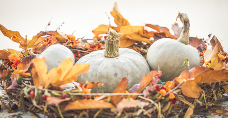 Autumn pumpkin backgroundの写真素材