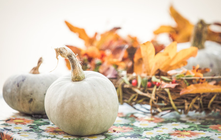 Autumn pumpkin backgroundの写真素材